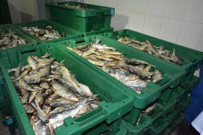 ШАРДАРА БАЛЫҒЫНЫҢ 70 ПАЙЫЗЫ ШЕТЕЛГЕ ЭКСПОРТТАЛУДА ШАРДАРА БАЛЫҒЫНЫҢ 70 ПАЙЫЗЫ ШЕТЕЛГЕ ЭКСПОРТТАЛУДА