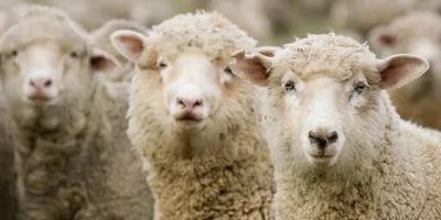 ТҮРКІСТАН ОБЛЫСЫ ҚОРАНЫ ҚОЙҒА ТОЛТЫРУДАН КӨШ БАСТАП ТҰР ТҮРКІСТАН ОБЛЫСЫ ҚОРАНЫ ҚОЙҒА ТОЛТЫРУДАН КӨШ БАСТАП ТҰР