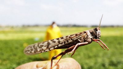 МАРОККО ШЕГІРТКЕСІНЕ МАРДЫМДЫ КҮРЕС ҚАЖЕТ МАРОККО ШЕГІРТКЕСІНЕ МАРДЫМДЫ КҮРЕС ҚАЖЕТ