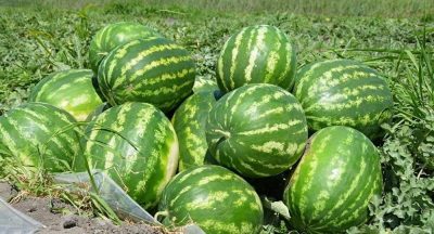 АЛҒАШҚЫ ҚАЗАҚСТАНДЫҚ ҚАРБЫЗ РЕСЕЙГЕ ЖӨНЕЛТІЛДІ АЛҒАШҚЫ ҚАЗАҚСТАНДЫҚ ҚАРБЫЗ РЕСЕЙГЕ ЖӨНЕЛТІЛДІ